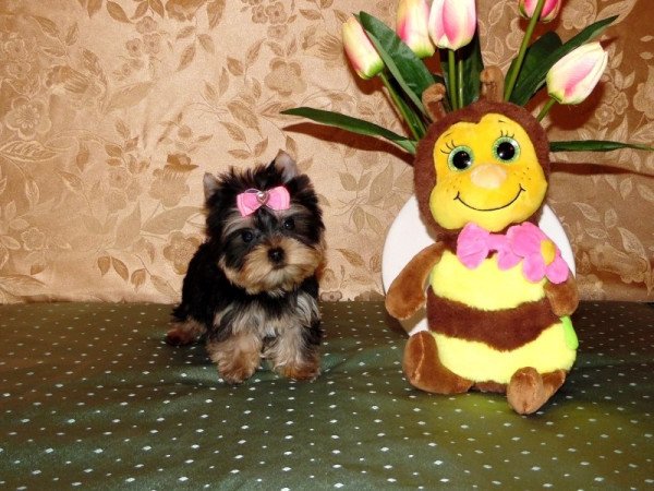 Yorki, Yorkshire terrier