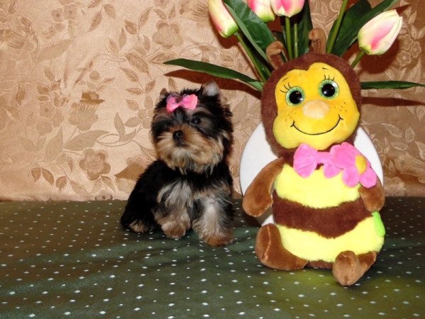 Yorki, Yorkshire terrier