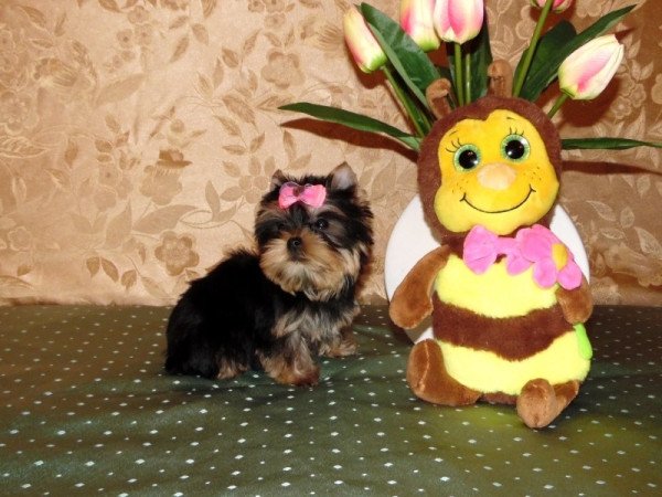 Yorki, Yorkshire terrier