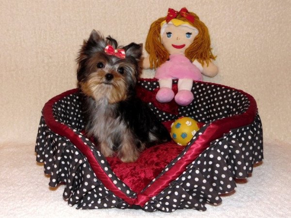 Yorkshire Terrier, Yorki