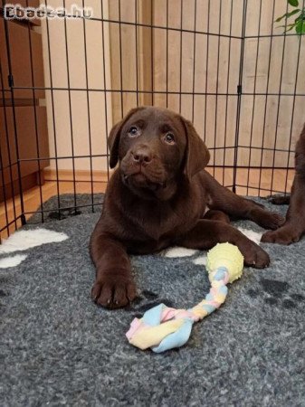 Törzskönyvezett labrador kiskutyák