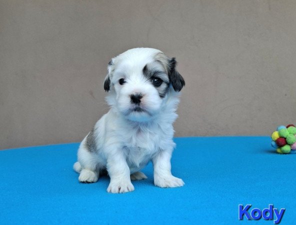 Bichon havanese