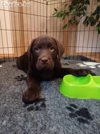 Törzskönyvezett labrador kiskutyák