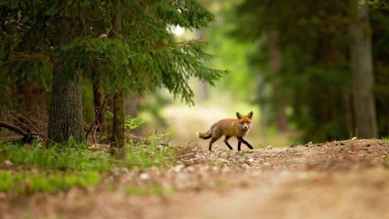 Figyelem! Ebzárlat lép életbe hamarosan az ország egyik felében