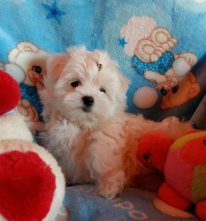 Bichon Havanese