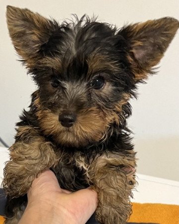 Yorkshire terrier