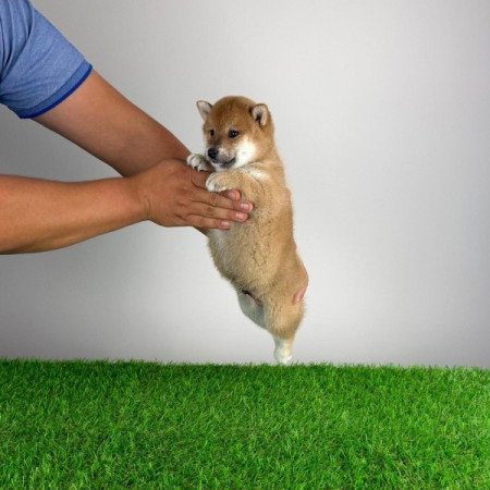 Shiba Inu