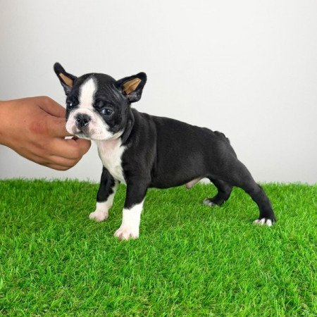 Boston terrier