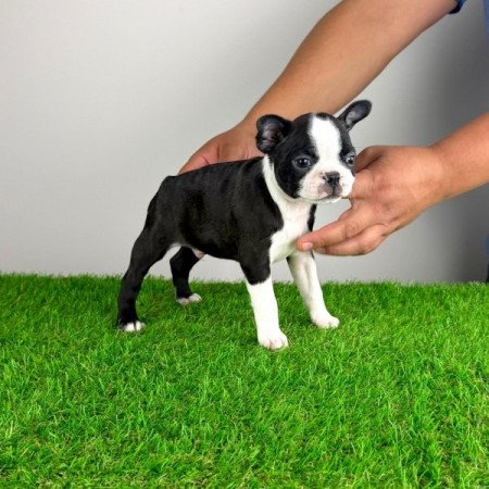 Boston terrier