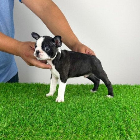 Boston terrier