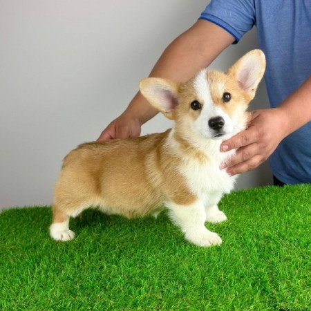 Pembroke Welsh Corgi