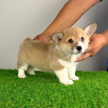 Pembroke Welsh Corgi