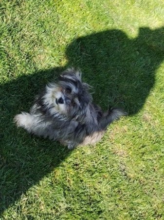 Bichon havanese