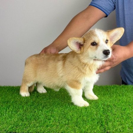 Pembroke Welsh Corgi
