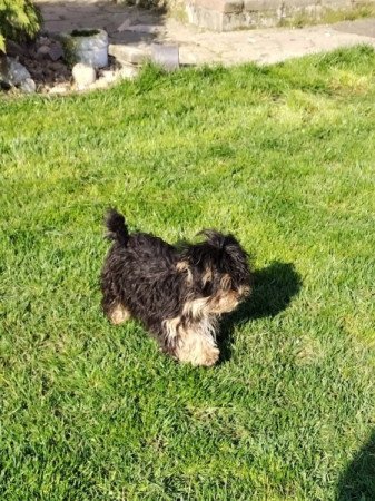 Bichon havanese