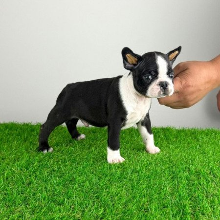 Boston terrier