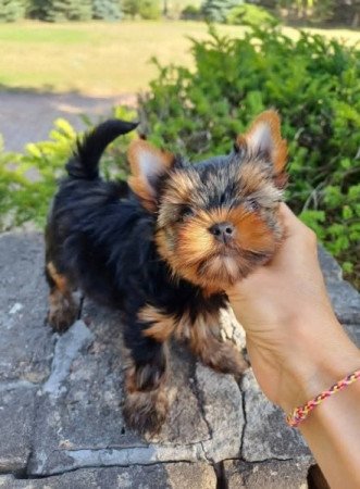 Yorkshire terrier