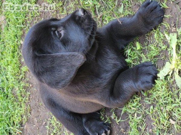 Labrador kiskutyák