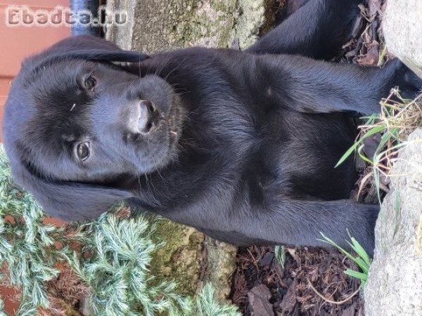 Labrador kiskutyák