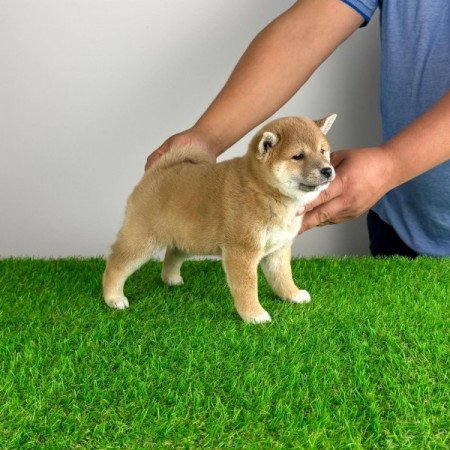 Shiba Inu