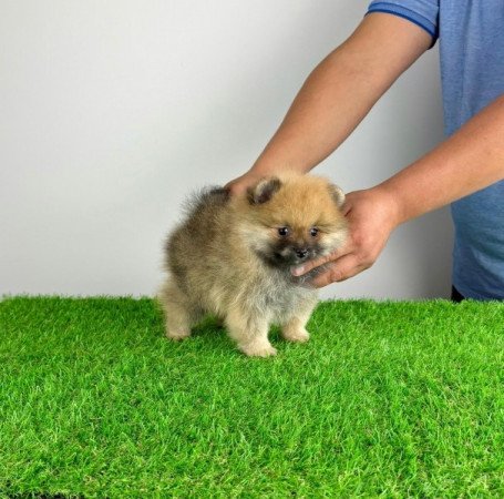 Pomerániai törpespitz