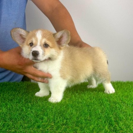 Pembroke Welsh Corgi