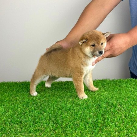 Shiba Inu