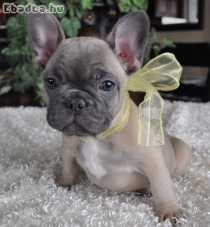 Francia bulldog kölykök