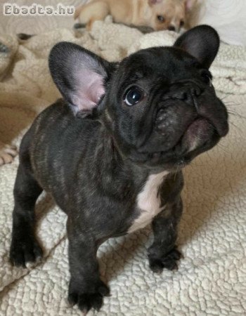 Francia bulldog kölykök