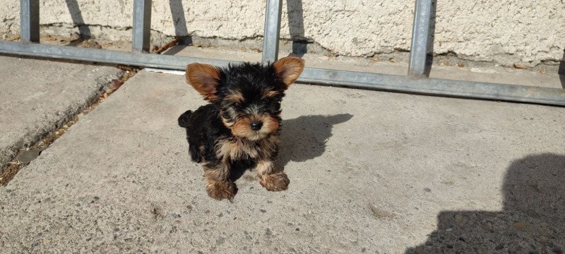 yorkshire terrier