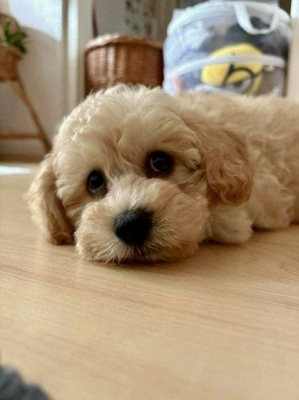 Maltipoo Maltai selyem es torpe uszkar