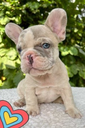 Francia bulldog