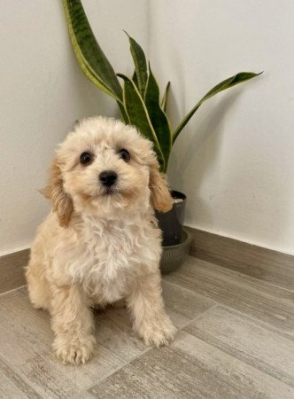 Maltipoo Maltai selyem es torpe uszkar