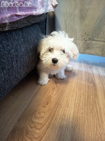 Eladó Bichon Havanese