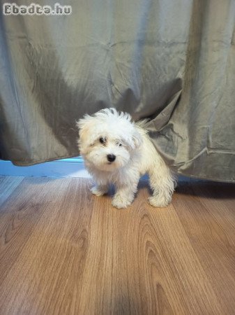 Eladó Bichon Havanese