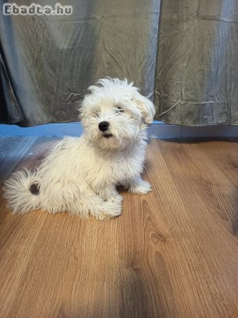 Eladó Bichon Havanese