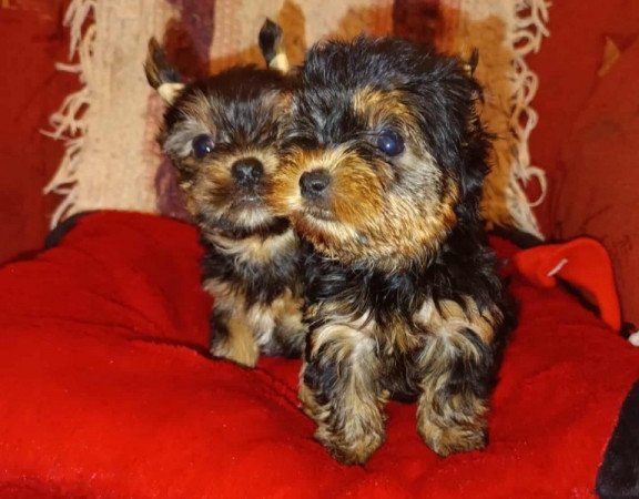 Yorkshire terrier