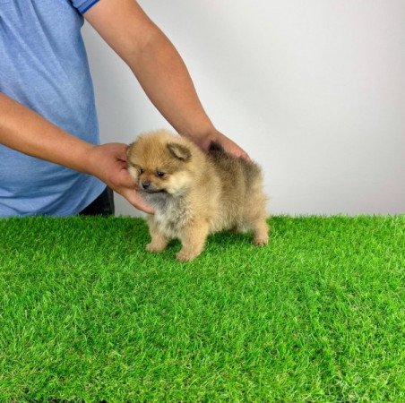 Pomerániai törpespitz