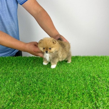 Pomerániai törpespitz