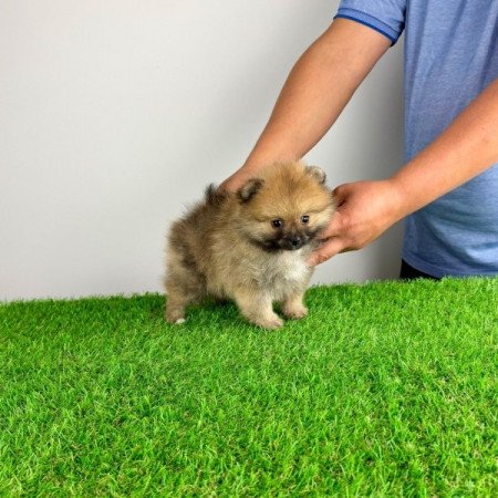 Pomerániai törpespitz