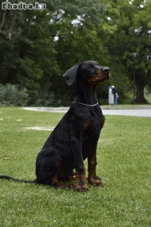 Fekete doberman kölyök, erős vérvonal