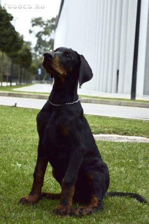 Fekete doberman kölyök, erős vérvonal