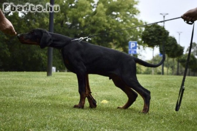 Fekete doberman kölyök, erős vérvonal