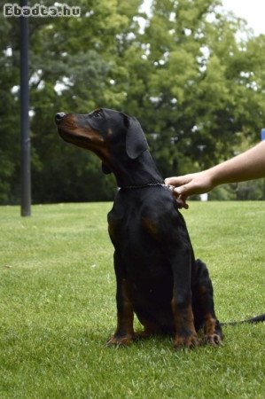 Fekete doberman kölyök, erős vérvonal