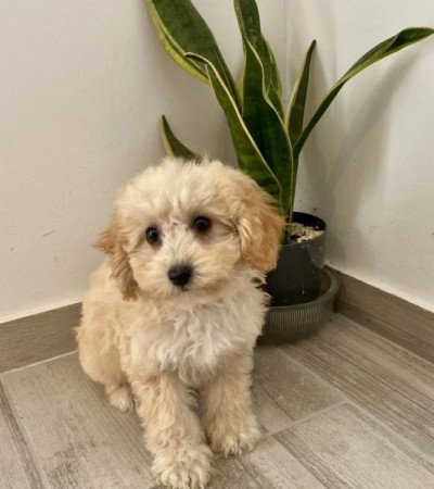 Maltipoo Maltai selyem es torpe uszkar