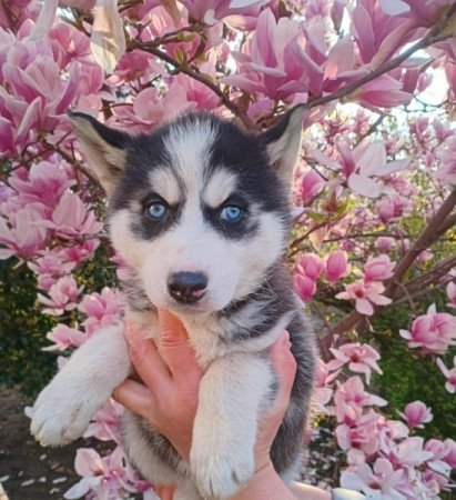 Husky