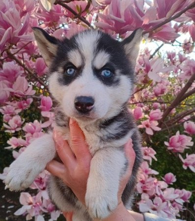 Husky