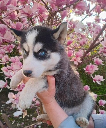 Husky