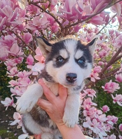 Husky