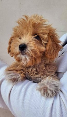 Maltipoo máltai selyem uszkár